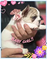 Puppy 3, a female French Bulldog for sale in Boyds, MD – Photo 1 of 3