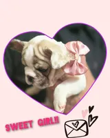 Puppy 3, a female French Bulldog for sale in Boyds, MD – Photo 3 of 3