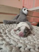 Puppy 3, a female French Bulldog for sale in Boyds, MD – Photo 2 of 3