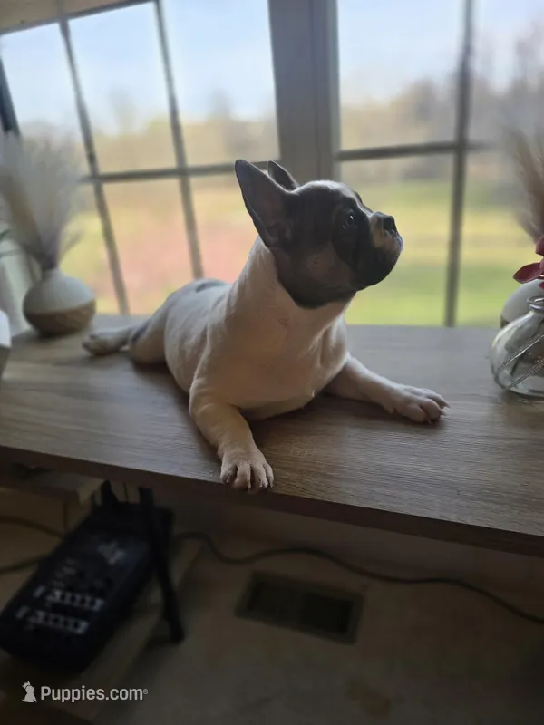 Puppy 4 – French Bulldog puppy for sale in Boyds, MD