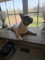 Puppy 4, a male French Bulldog for sale in Boyds, MD – Photo 4 of 5