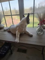 Puppy 4, a male French Bulldog for sale in Boyds, MD – Photo 5 of 5