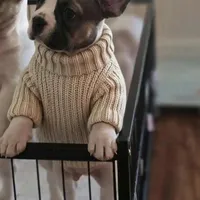 Puppy 4, a male French Bulldog for sale in Boyds, MD – Photo 1 of 5