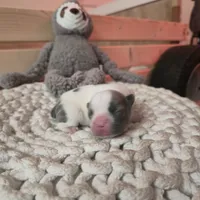 Puppy 4, a male French Bulldog for sale in Boyds, MD – Photo 3 of 5