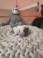 Puppy 4, a male French Bulldog for sale in Boyds, MD – Photo 3 of 3