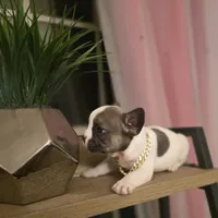 Puppy 4, a male French Bulldog for sale in Boyds, MD – Photo 2 of 5