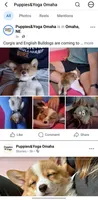 The corgi boys club, a male Pembroke Welsh Corgi for sale in Essex, IA – 5 of 5