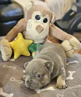 Blake, a male French Bulldog for sale in Essex, IA – Photo 4 of 8