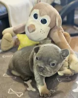 Blake, a male French Bulldog for sale in Essex, IA – Photo 5 of 8