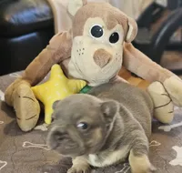 Blake, a male French Bulldog for sale in Essex, IA – Photo 6 of 8