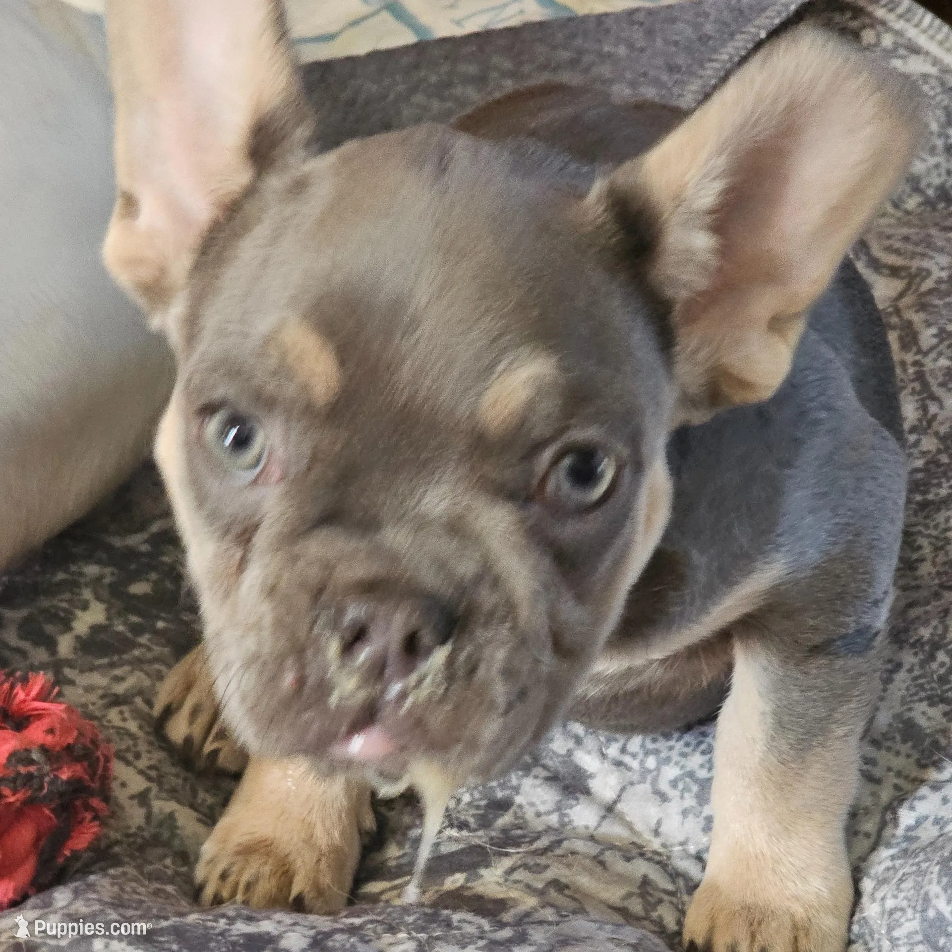 Blake, a male French Bulldog for sale in Essex, IA – Photo 8 of 8