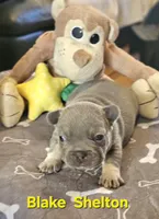 Blake, a male French Bulldog for sale in Essex, IA – Photo 2 of 8