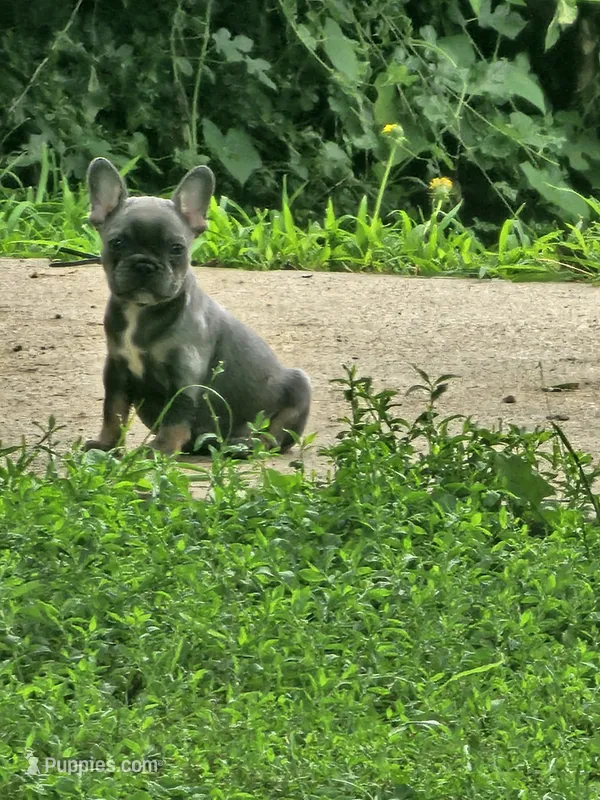 Marilyn – French Bulldog puppy for sale in Essex, IA