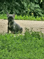 Marilyn, a female French Bulldog for sale in Essex, IA – 1 of 5