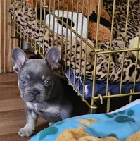 Blake, a male French Bulldog for sale in Essex, IA – Photo 1 of 8