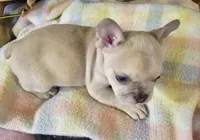 Parker, a male French Bulldog for sale in Essex, IA – Photo 2 of 10