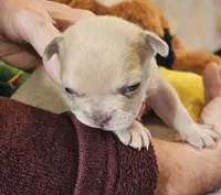 Parker, a male French Bulldog for sale in Essex, IA – Photo 8 of 10