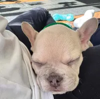 Parker, a male French Bulldog for sale in Essex, IA – Photo 7 of 10