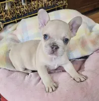 Parker, a male French Bulldog for sale in Essex, IA – Photo 6 of 10