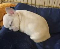 Parker, a male French Bulldog for sale in Essex, IA – Photo 9 of 10