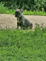 Marilyn, a female French Bulldog for sale in Essex, IA – 2 of 5