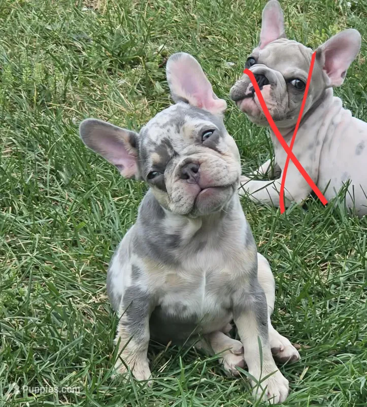 Merle  – French Bulldog puppy for sale in Essex, IA