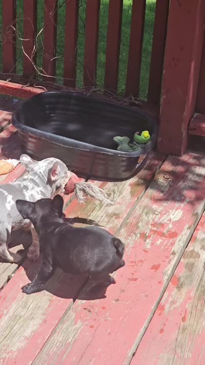 Baby Bella aka BB, a female French Bulldog for sale in Essex, IA – 6 of 8