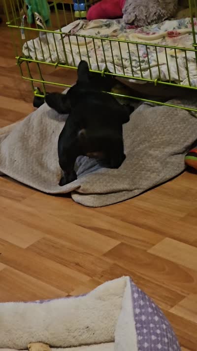 Baby Bella aka BB, a female French Bulldog for sale in Essex, IA – 9 of 9
