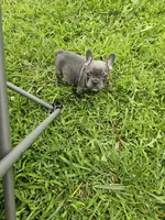 Marilyn, a female French Bulldog for sale in Essex, IA – 5 of 5