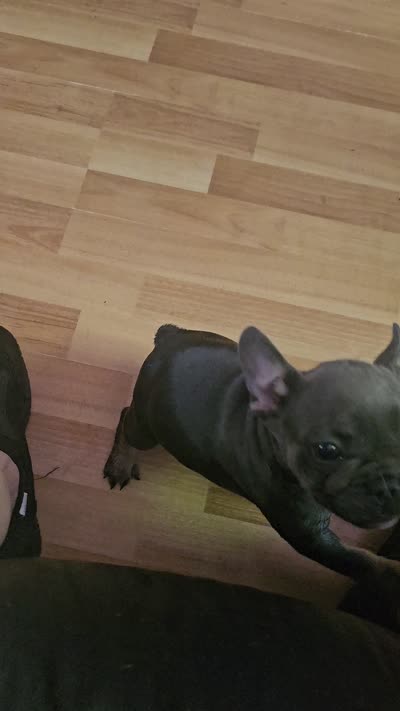 Baby Bella aka BB, a female French Bulldog for sale in Essex, IA – 5 of 8