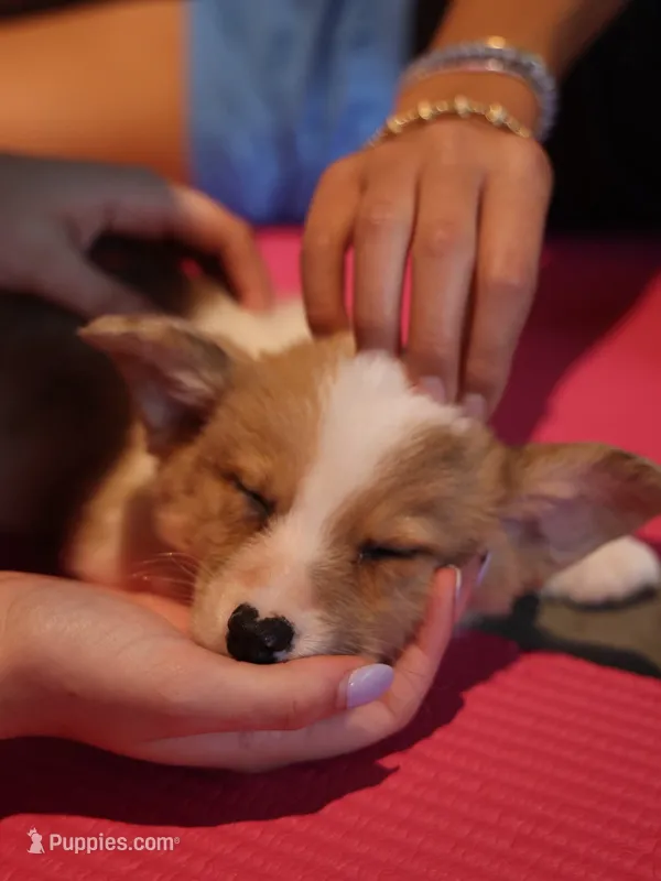 The corgi boys club – Pembroke Welsh Corgi puppy for sale in Essex, IA