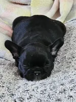 Bella, a female French Bulldog for sale in Essex, IA – 2 of 3