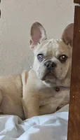 Parker, a male French Bulldog for sale in Essex, IA – 3 of 7