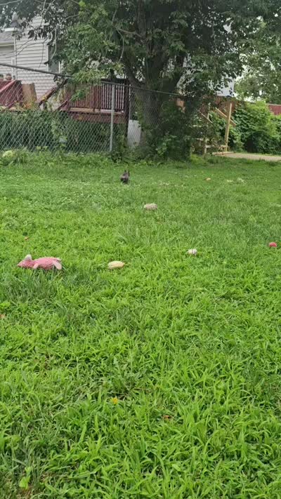 Precious Bella, a female French Bulldog for sale in Essex, IA – 5 of 5