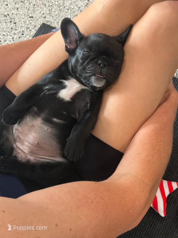 Baby Bella aka BB – French Bulldog puppy for sale in Essex, IA