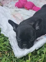 Bella, a female French Bulldog for sale in Essex, IA – 3 of 3