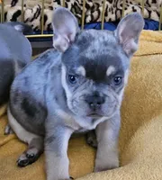 Elvis, a male French Bulldog for sale in Essex, IA – Photo 4 of 7