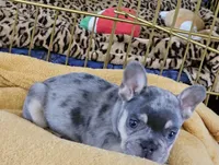 Elvis, a male French Bulldog for sale in Essex, IA – Photo 1 of 7