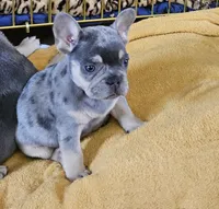 Elvis, a male French Bulldog for sale in Essex, IA – Photo 3 of 7