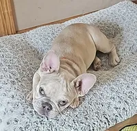 Parker, a male French Bulldog for sale in Essex, IA – 1 of 7