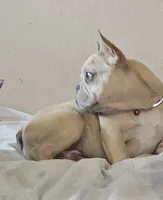 Parker, a male French Bulldog for sale in Essex, IA – 2 of 7
