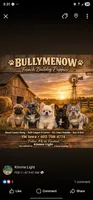 Parker, a male French Bulldog for sale in Essex, IA – 5 of 7