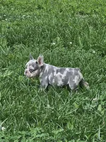 Merle , a male French Bulldog for sale in Essex, IA – 2 of 4