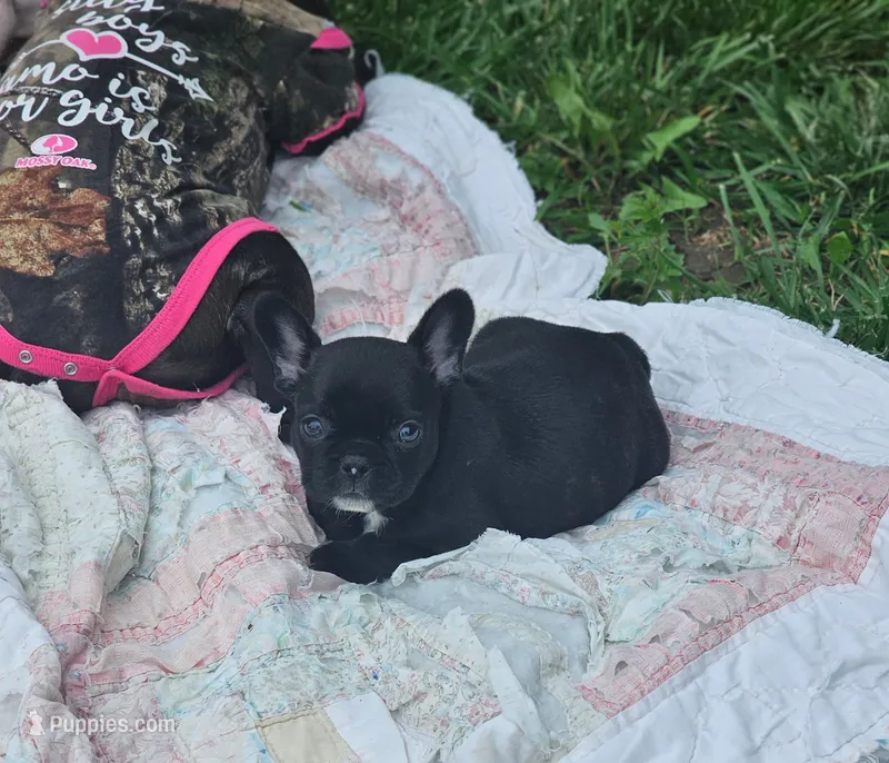 Bella – French Bulldog puppy for sale in Essex, IA