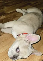 Parker, a male French Bulldog for sale in Essex, IA – 4 of 7