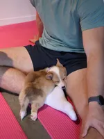 The corgi boys club, a male Pembroke Welsh Corgi for sale in Essex, IA – 3 of 5