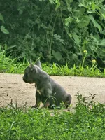Marilyn, a female French Bulldog for sale in Essex, IA – 3 of 5