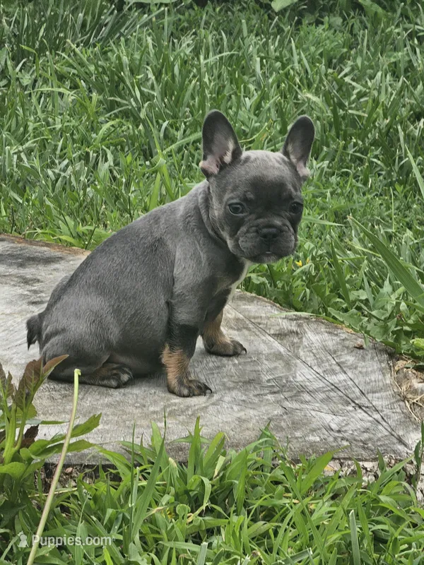 Marilyn – French Bulldog puppy on hold in Essex, IA