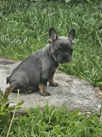 Marilyn, a female French Bulldog for sale in Essex, IA – 4 of 5