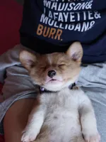 The corgi boys club, a male Pembroke Welsh Corgi for sale in Essex, IA – 4 of 5